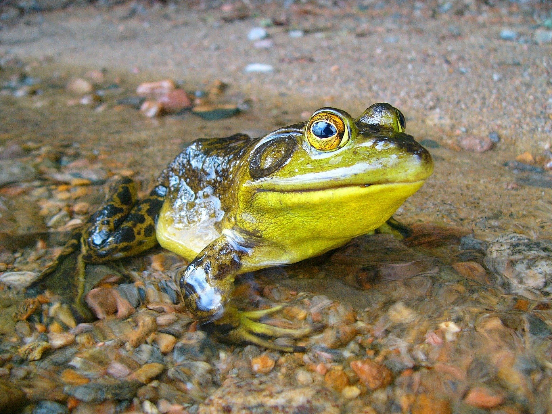 Американская жаба водонос