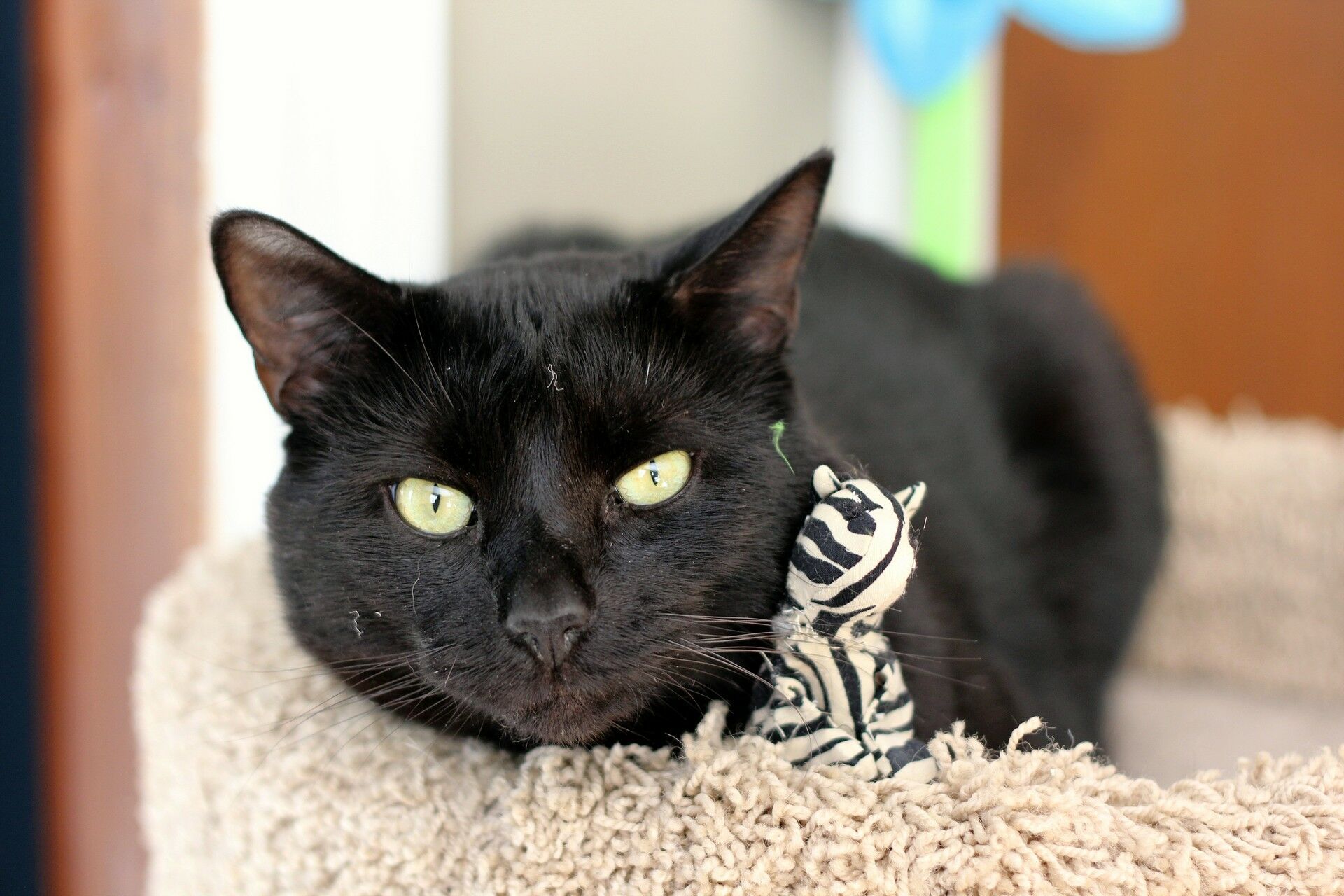 Черный кот порода Бомбей