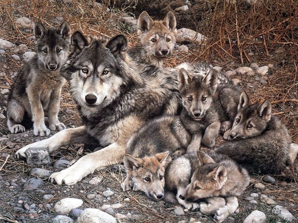 Семья волков