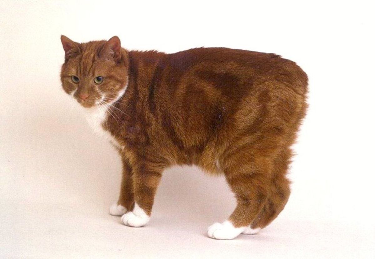 фото кошек без хвостов