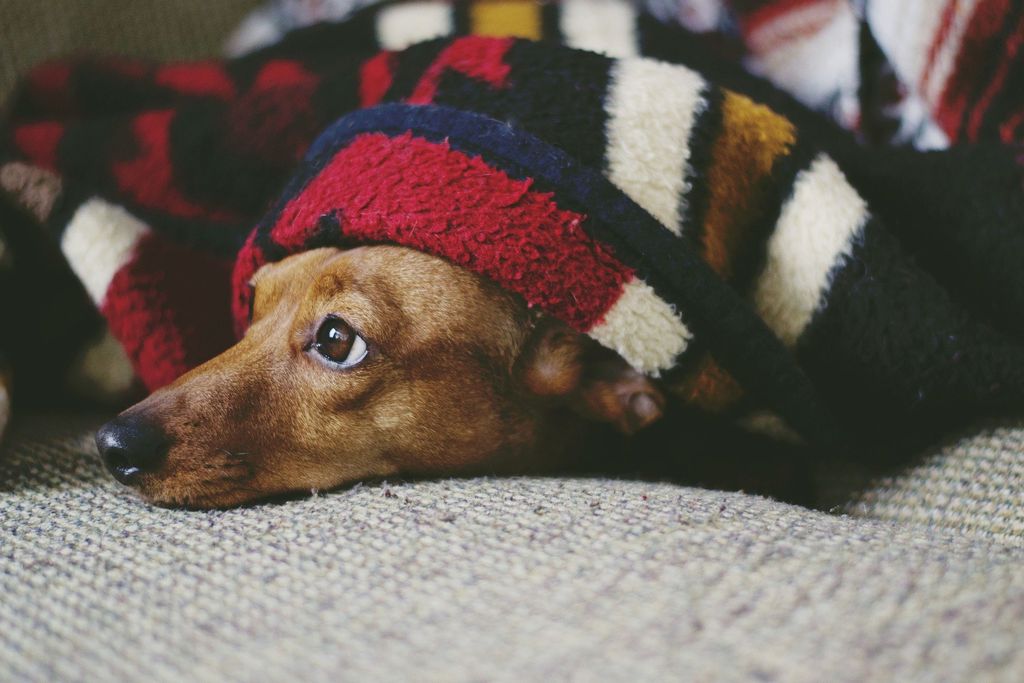 Отравление собаки крысиным ядом: симптомы, советы и первая помощь. |  AnimalPaw.ru