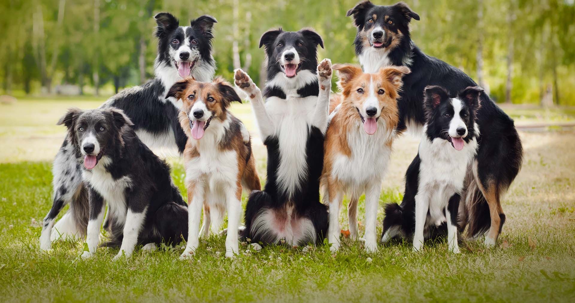 Разные породы собак с названиями и фото