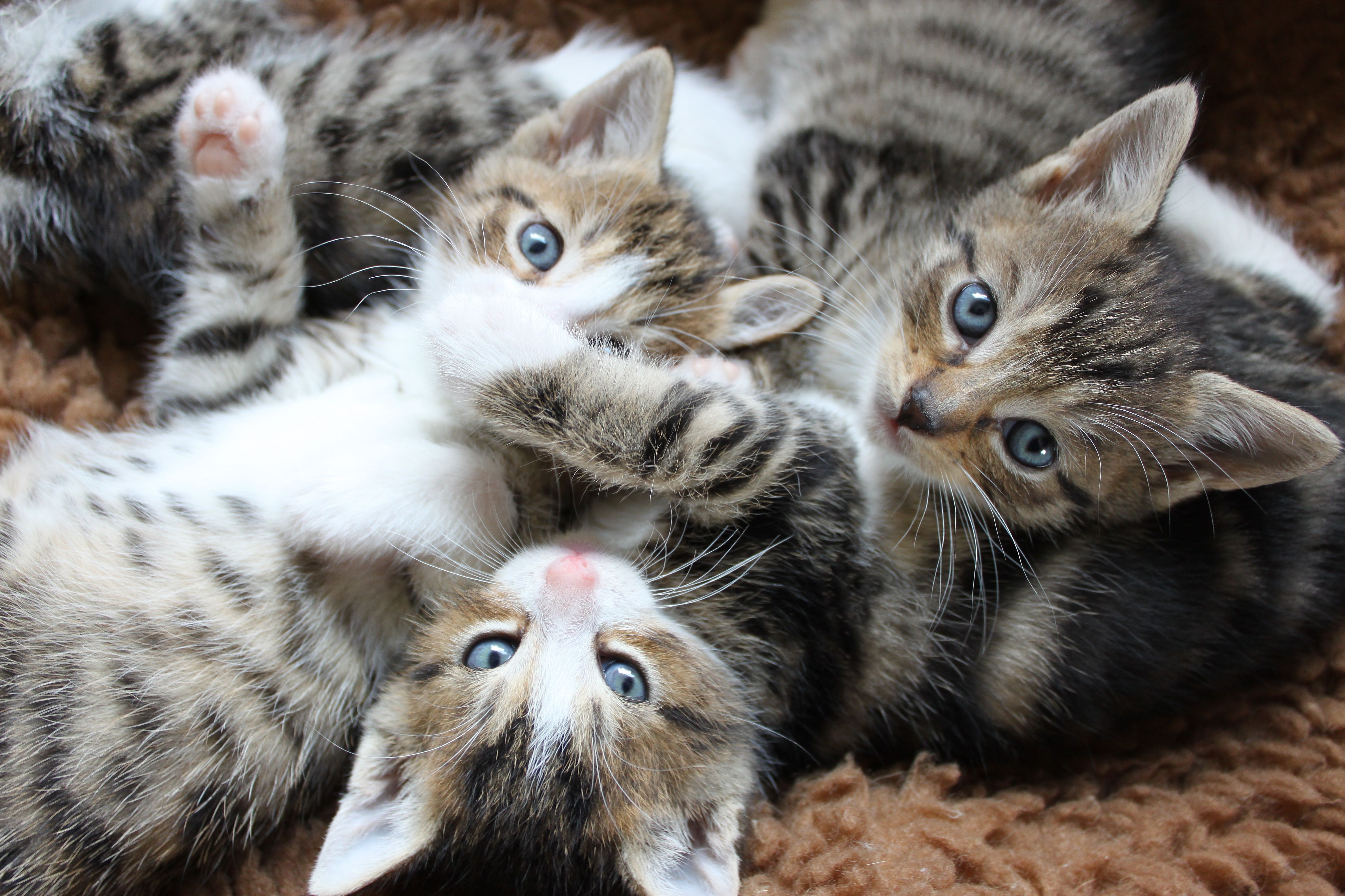Фото где много. Три кошки. Три маленькие котята. Куча маленьких котят. Котики маленькие много.