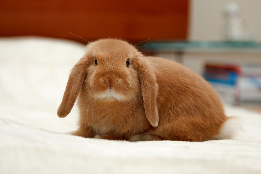 Кролик на кровати