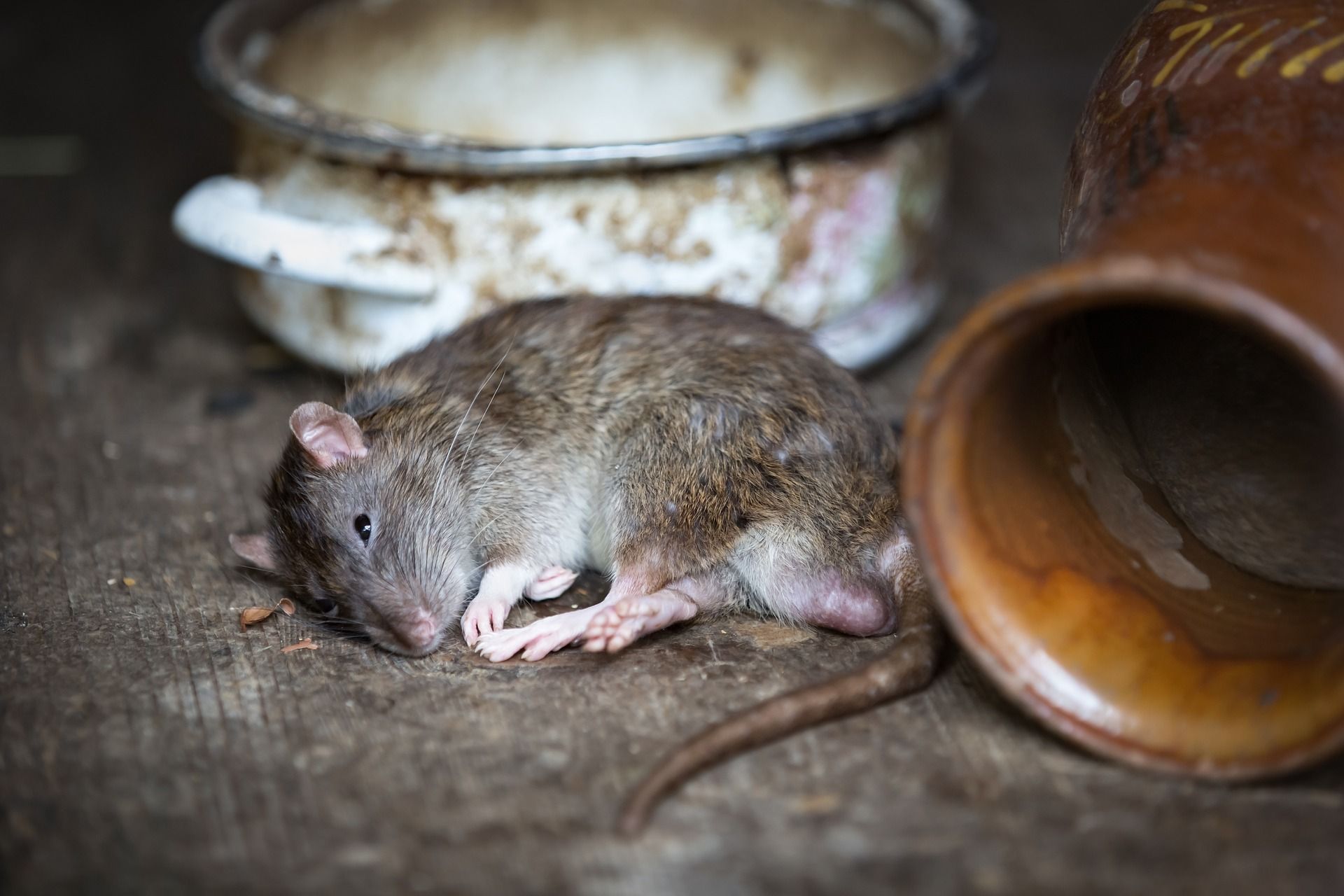 Отравление собаки крысиным ядом: симптомы, советы и первая помощь. |  AnimalPaw.ru