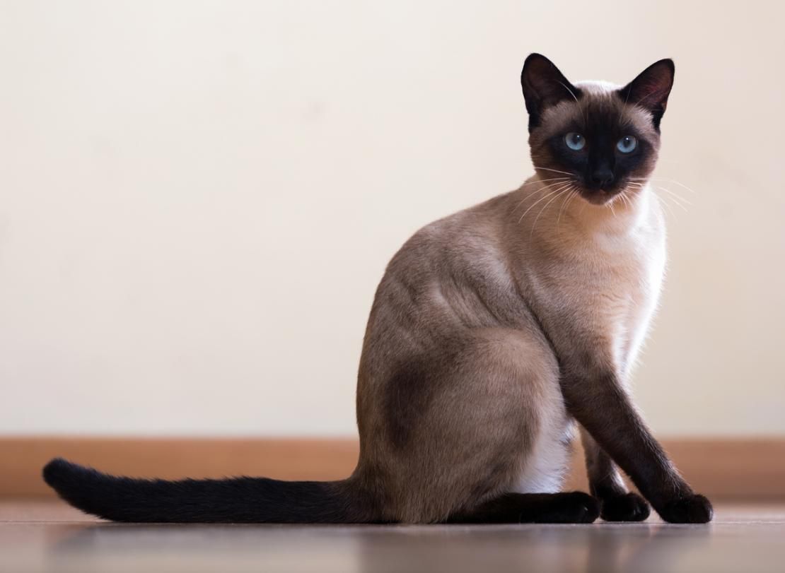 Сиамская турецкая кошка