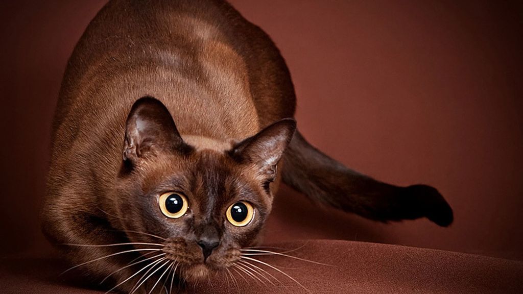 Бурманская короткошёрстная кошка: описание породы, происхождение, характер  и уход | AnimalPaw.ru