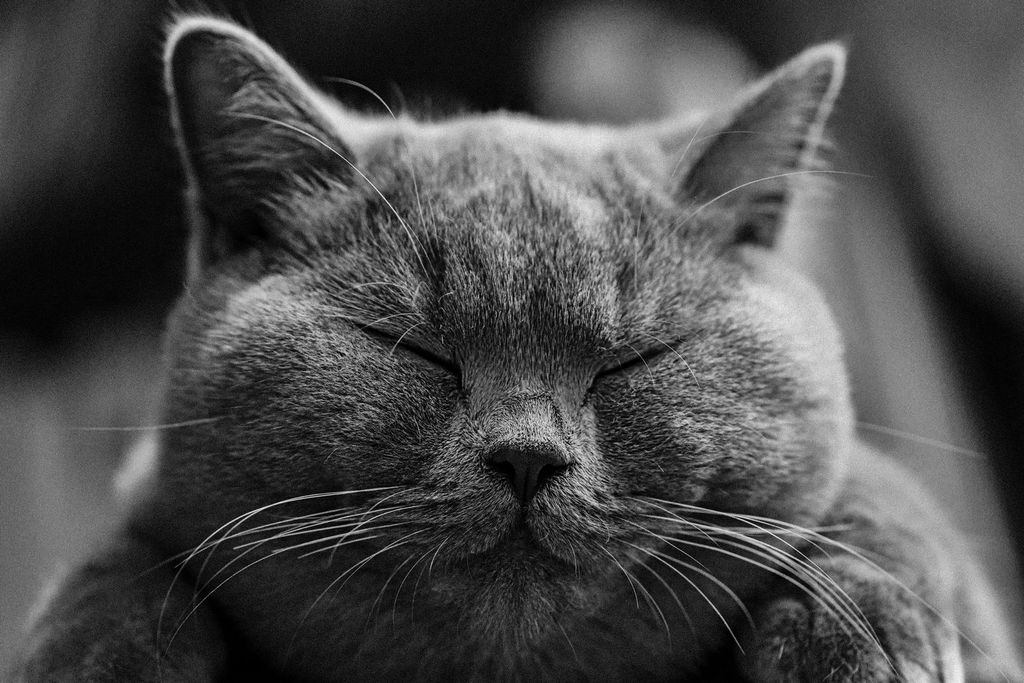 Чёрная кошка с закрытыми глазами