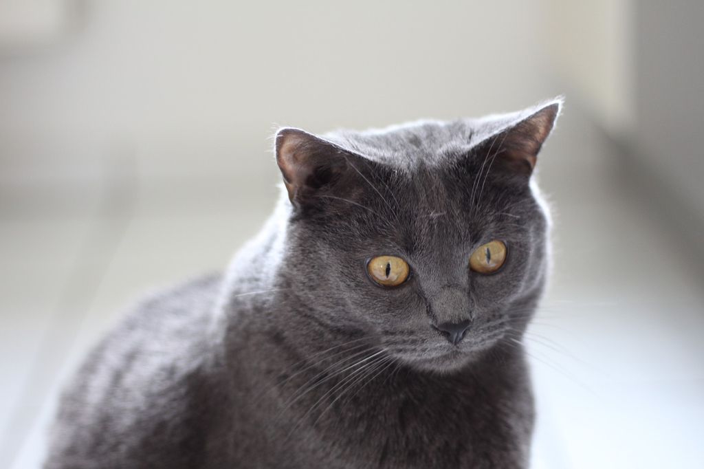 Картезианская кошка (шартрез)