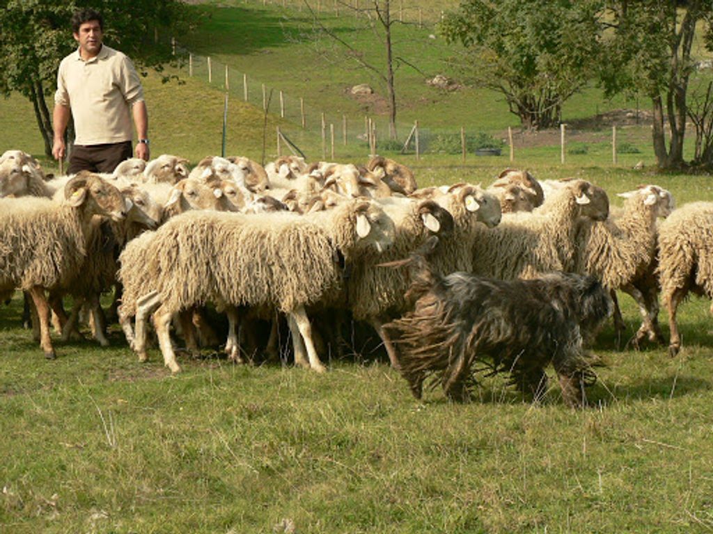Бергамская овчарка в работе