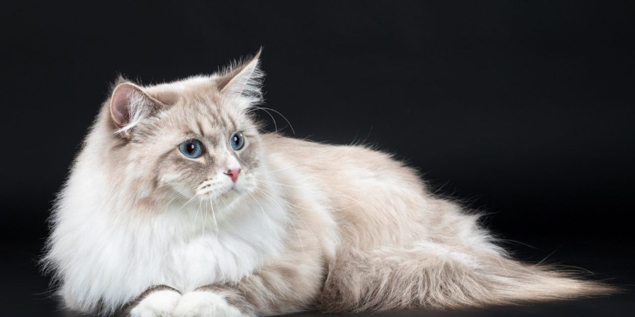 Фенотип Невская маскарадная кошка