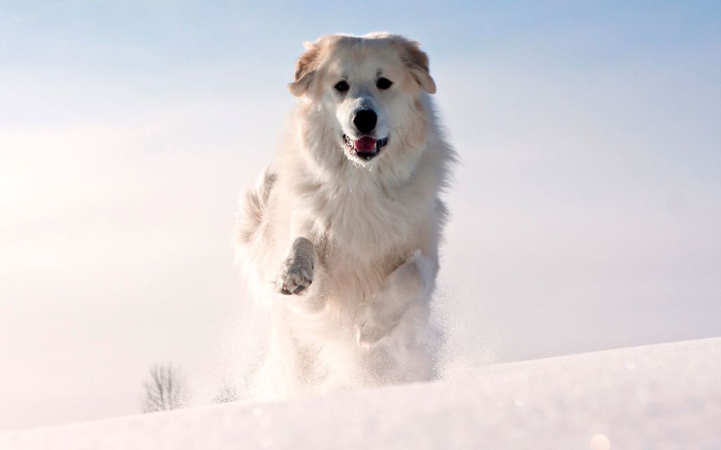 Собака бежит по снегу