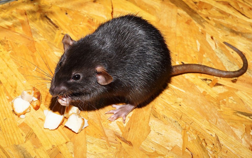 Чёрная крыса ест