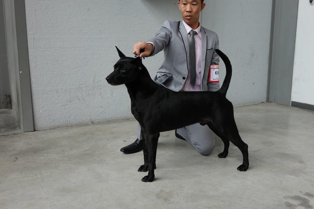 Тайваньская собака