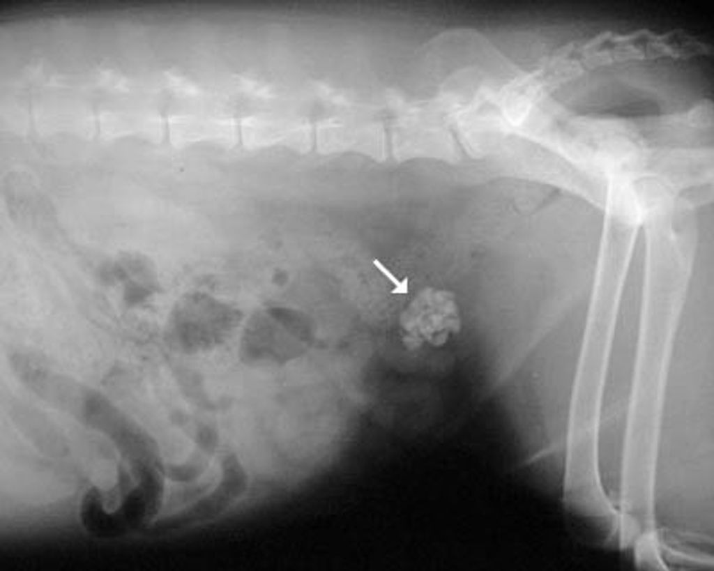 Мочеточник у кошек. Рентген мочевого пузыря собаки. Уролитиаз мочевого пузыря у собак. Камни в мочевом пузыре рентген. Уролитиаз у кошек рентген.